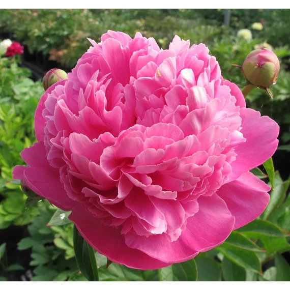 Paeonia lactiflora 'Bouquet Perfect' - pünkösdi rózsa, bazsarózsa - CS11