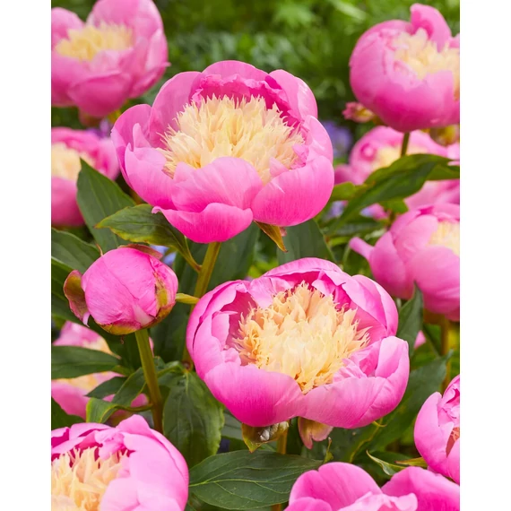 Paeonia lactiflora 'Bowl of Beauty' - pünkösdirózsa, bazsarózsa - CS11