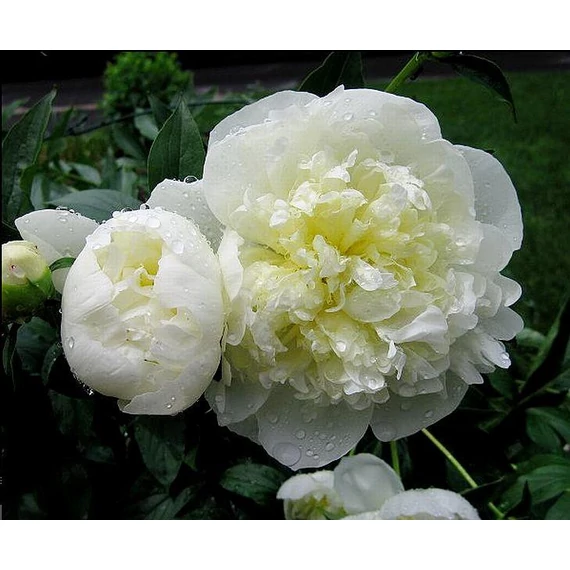 Paeonia lactiflora 'Duchesse de Nemours' - pünkösdirózsa, bazsarózsa - CS11