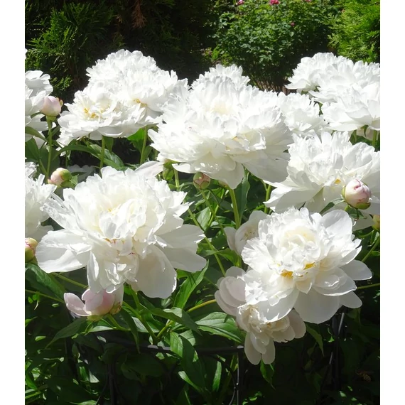 Paeonia lactiflora 'Gardenia' - pünkösdirózsa, bazsarózsa - CS11