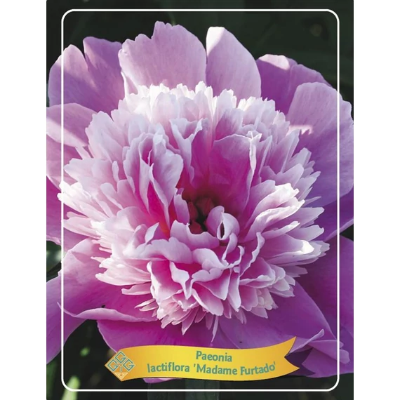 Paeonia lactiflora 'Madame Furtado' - pünkösdirózsa, bazsarózsa - CS11