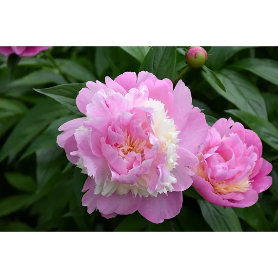 Paeonia lactiflora 'Sorbet' - pünkösdirózsa, bazsarózsa - CS11
