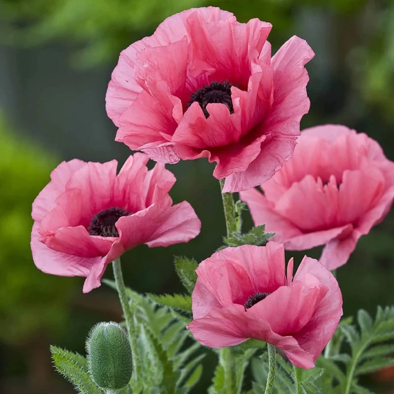 Papaver orientale 'Pink' - díszmák - CS11