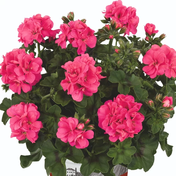 Pelargonium peltatum 'Sunflair Linda Pink' - félfutó muskátli - CS12