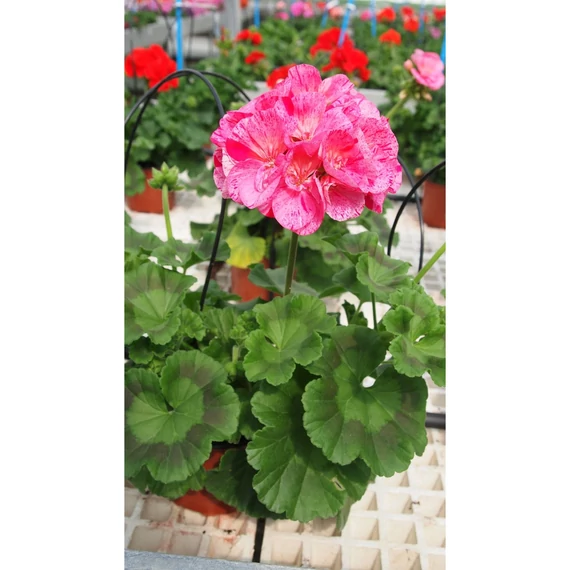 Pelargonium zonale 'Survivor Idols Pink Batik' – bokor vagy álló muskátli - CS12