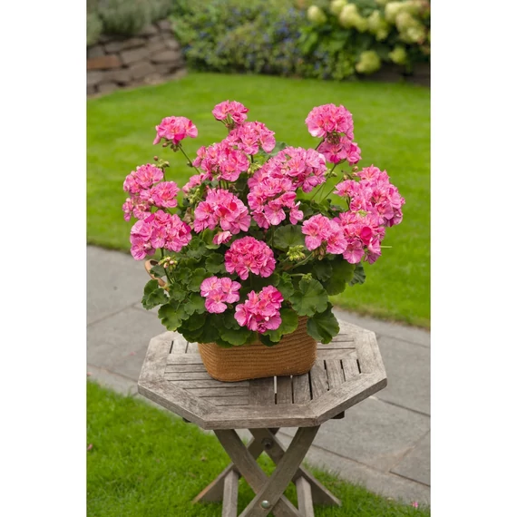 Pelargonium zonale 'Survivor Idols Pink Batik' – bokor vagy álló muskátli - CS12
