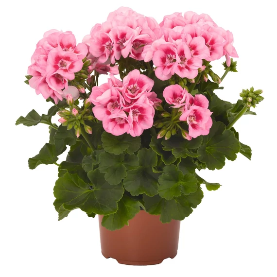 Pelargonium zonale 'Survivor Idols Pink Mega Splash' – bokor vagy álló muskátli - CS12
