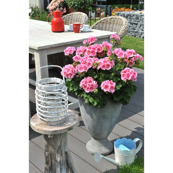 Pelargonium zonale 'Survivor Idols Pink Mega Splash' – bokor vagy álló muskátli - CS12