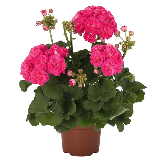 Pelargonium zonale 'Survivor Idols Rosalinda' – bokor vagy álló muskátli - CS12