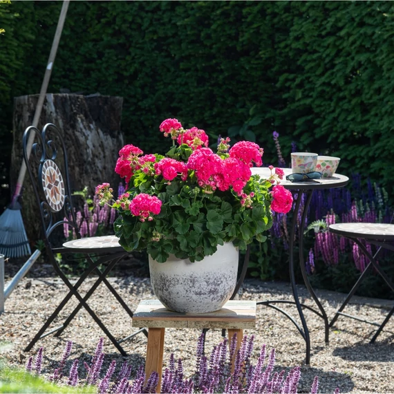 Pelargonium zonale 'Survivor Idols Rosalinda' – bokor vagy álló muskátli - CS12
