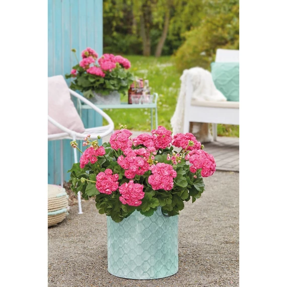 Pelargonium zonale 'Survivor Idols Rosalinda' – bokor vagy álló muskátli - CS12