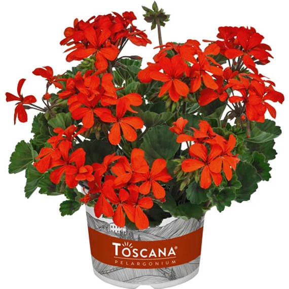 Pelargonium zonale 'Stadt Bern' – bokor vagy álló muskátli - CS12