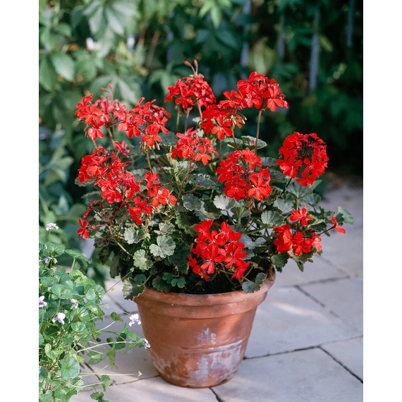 Pelargonium zonale 'Stadt Bern' – bokor vagy álló muskátli - CS12
