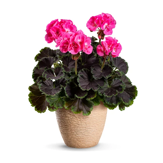 Pelargonium zonale 'Chocolate Pink 21' – bokor vagy álló muskátli - CS12