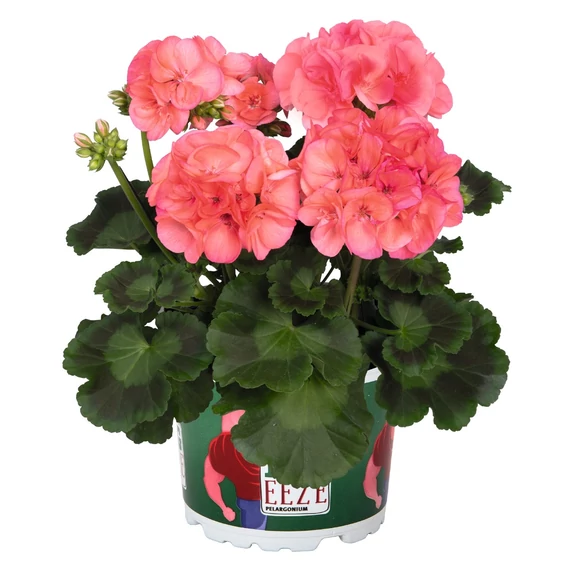 Pelargonium Interspecific 'Big Eeze Watermelon' - hibrid muskátli - CS12