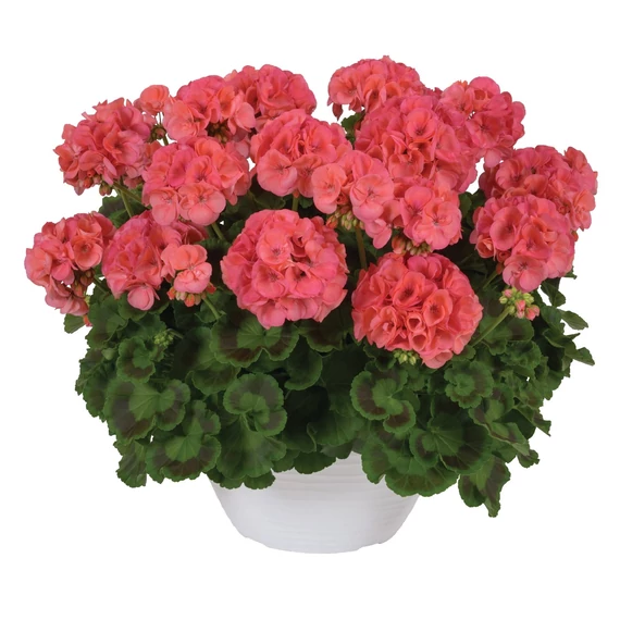 Pelargonium Interspecific 'Big Eeze Watermelon' - hibrid muskátli - CS12