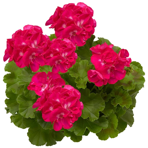 Pelargonium Interspecific 'Calliope L. Hot Rose' - hibrid muskátli - CS12