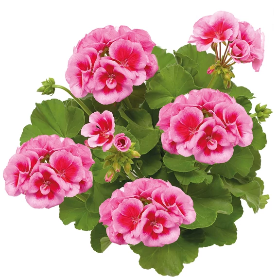 Pelargonium Interspecific 'Calliope L. Rose Splash' - hibrid muskátli - CS12