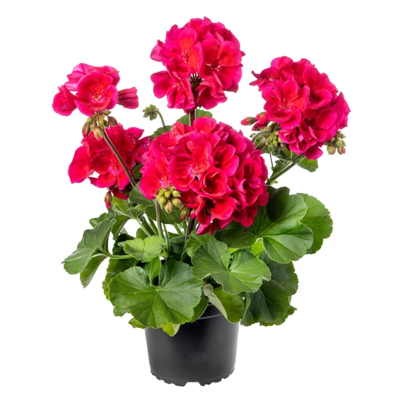 Pelargonium Interspecific 'Mojo Cranberry Splash' - hibrid muskátli - CS12