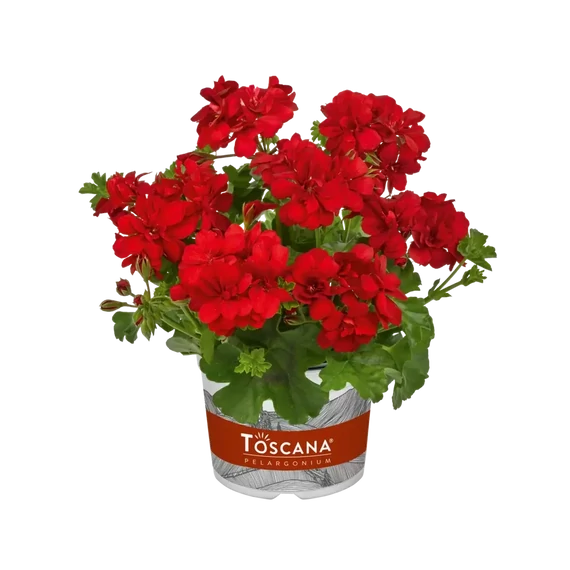 Pelargonium peltatum 'Big5 Red' - félfutó muskátli - CS12