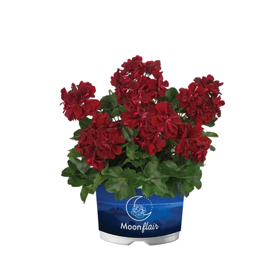 Pelargonium peltatum 'Moonflair Burgundy Imp.' - félfutó muskátli - CS12