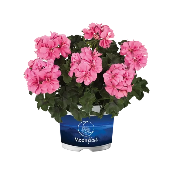 Pelargonium peltatum 'Moonflair Light Pink' - félfutó muskátli - CS12