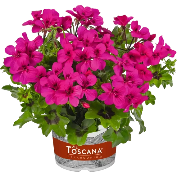 Pelargonium peltatum 'Rainbow Neon Purple' - félfutó muskátli szimpla virággal - CS12