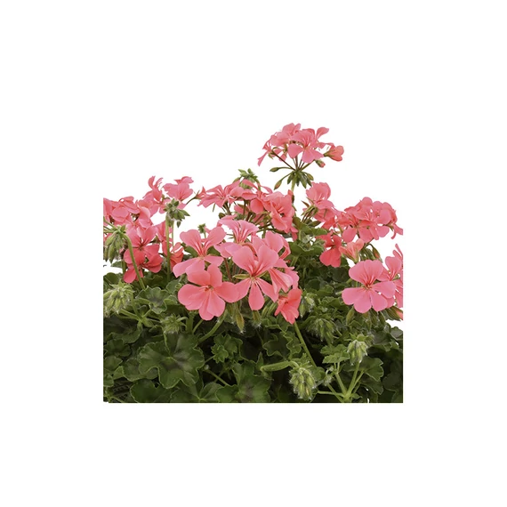 Pelargonium peltatum 'Single Flower Pink' - félfutó muskátli - CS12