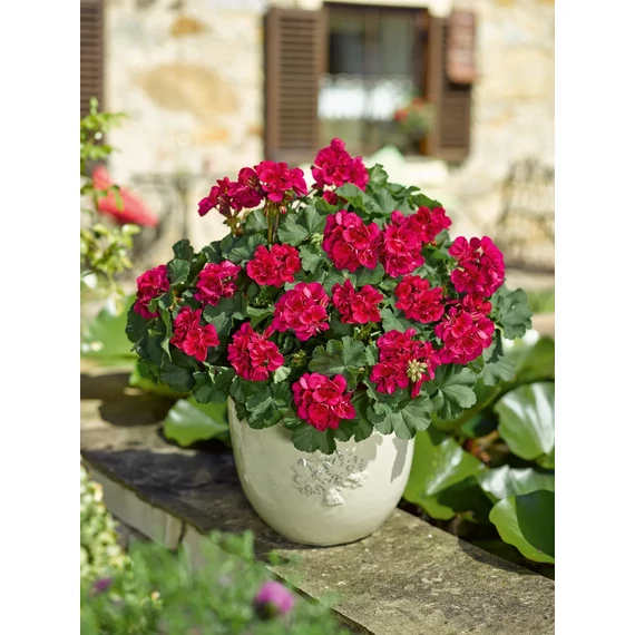 Pelargonium zonale 'Nancy - Purple Eye' – bokor vagy álló muskátli - CS12