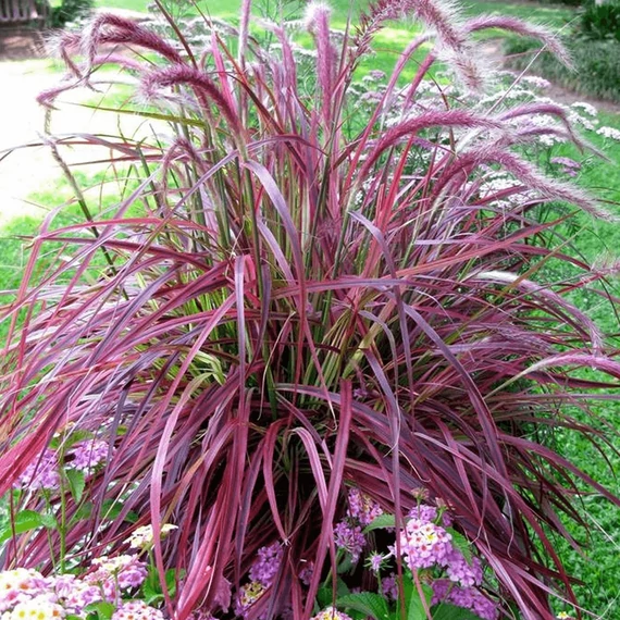 Pennisetum advena 'Cherry Sparkler '- tollborzfű - CS14
