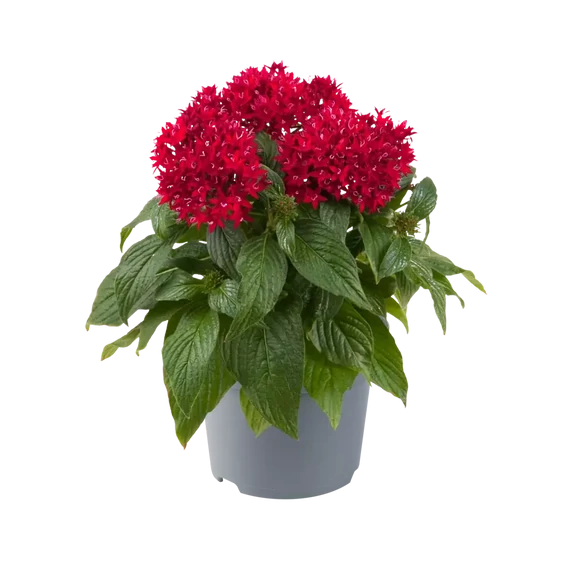 Pentas lanceolata 'Lipstick' - egyiptomi csillagcsokor - CS12