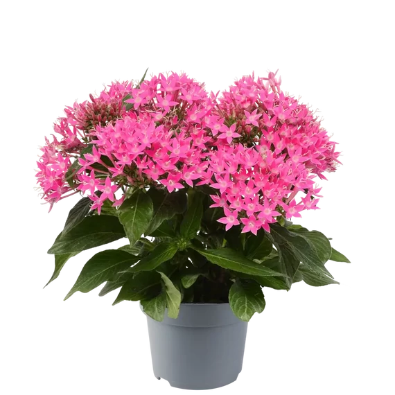 Pentas lanceolata 'Pink Deep' - egyiptomi csillagcsokor - CS12