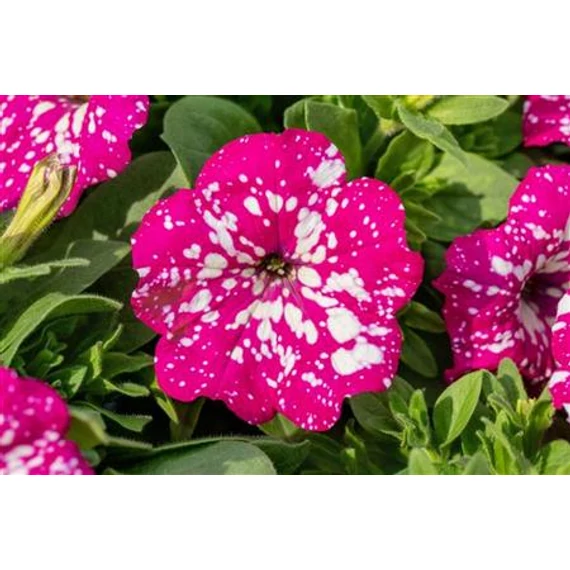 Petunia atkinsiana 'StarTunia Thunderstorm' - petúnia - CS12