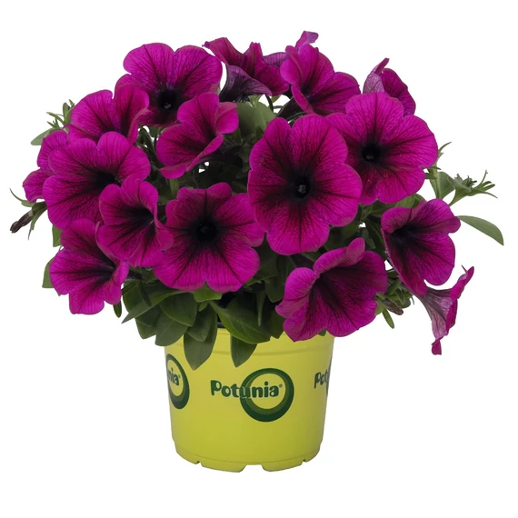 Petunia hybrida 'Purple' - petúnia - CS12