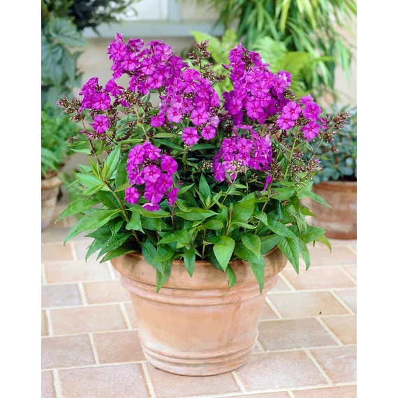 Phlox paniculata 'Dusterlohe' – bugás lángvirág - CS11
