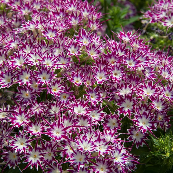 Phlox drummondii 'Popstars Purple with Eye' – egynyári lángvirág - CS12