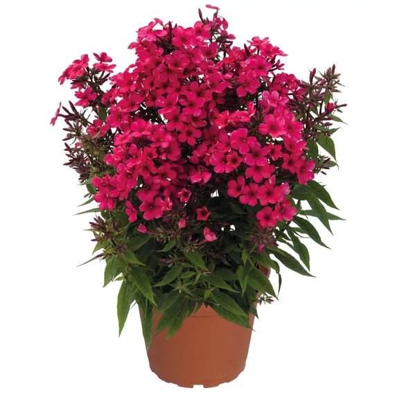 Phlox paniculata 'Early Red' – bugás lángvirág - CS12