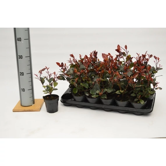 Photinia fraseri 'Little Red Robin' - korallberkenye - CS9