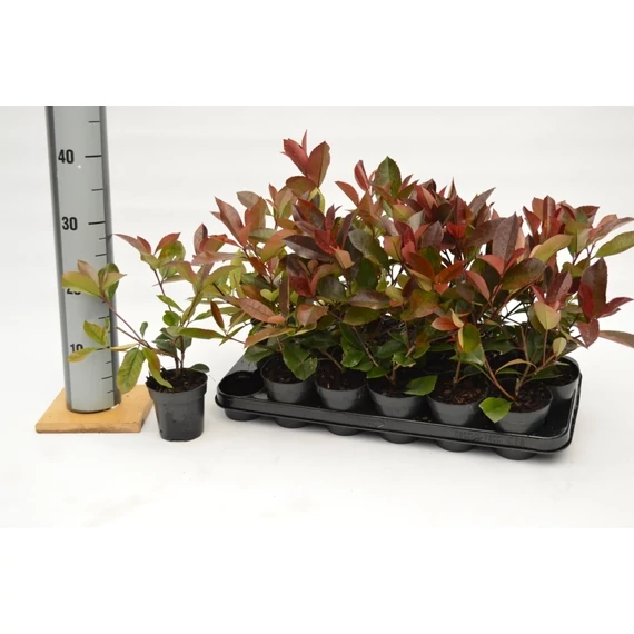 Photinia fraseri 'Red Robin' - korallberkenye - CS9