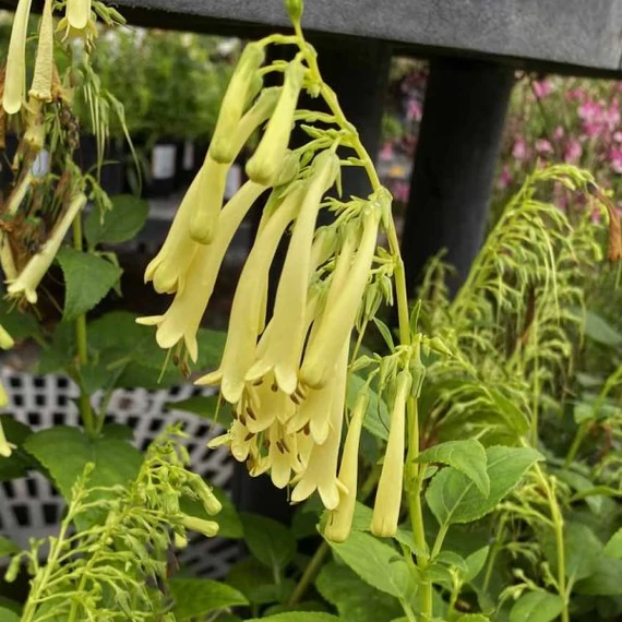Phygelius rectus 'Candy Drops Cream' - folyóharang - CS11