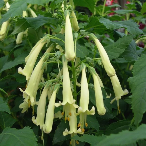 Phygelius rectus 'Candy Drops Cream' - folyóharang - CS11