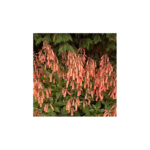 Phygelius rectus 'Candy Drops Tangerine' - folyóharang - CS11
