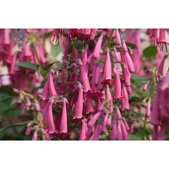 Phygelius rectus 'Candy Drops Rose' - folyóharang - CS11