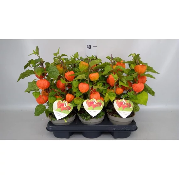 Physalis alkekengi - lampionvirág, zsidócseresznye - CS12