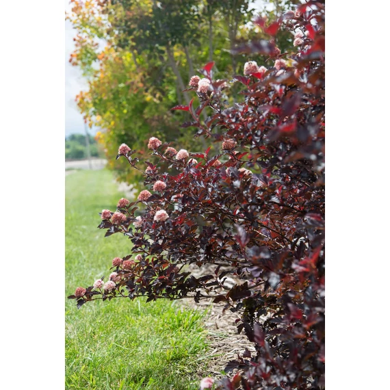 Physocarpus opulifolius 'Fireside' - bangitalevelű hólyagvessző - CS9
