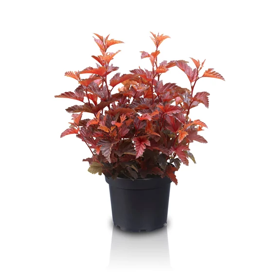Physocarpus opulifolius 'Little Angel' - bangitalevelű hólyagvessző - CS9