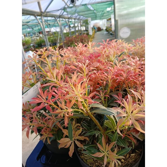 Pieris japonica 'Flaming Silver' - babérhanga - CS17