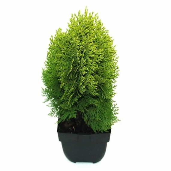Platycladus orientalis 'Aurea Nana' - arany törpe keleti tuja - CS17
