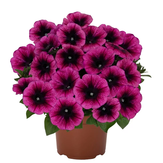 Petunia hybrida 'Purple Gem' - petúnia - CS12