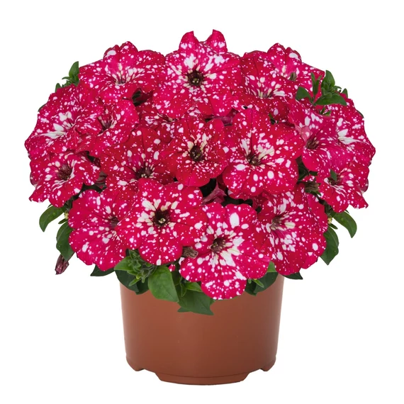 Petunia hybrida 'Surprise Sparkling Red' - petúnia - CS12